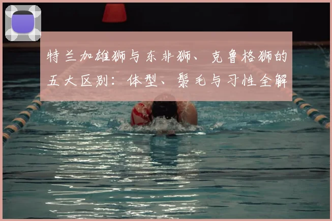 特兰加雄狮与东非狮、克鲁格狮的五大区别:体型、鬃毛与习性全解析